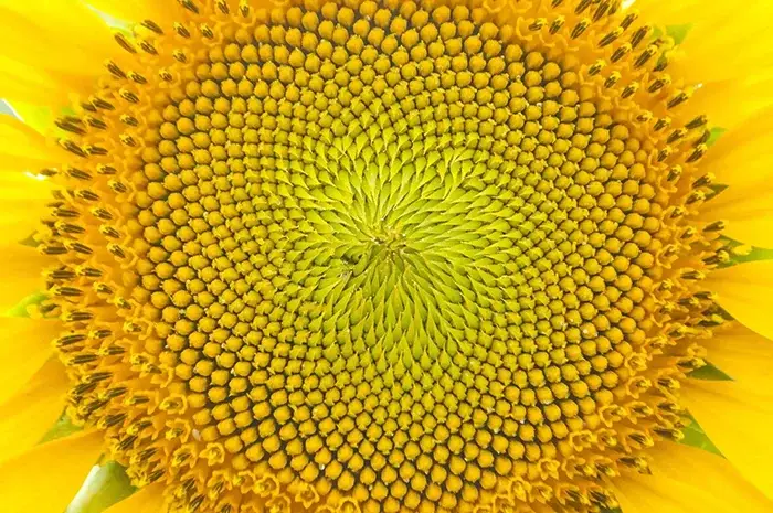 The Fibonnaci sequence in a flower